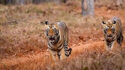 अब पहाड़ में ही होगा वन्यजीवों का रेस्क्यू! जखोली में बनेगा सेंटर, मानव-वन्यजीव संघर्ष से मिलेगी राहत