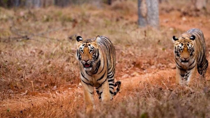 अब पहाड़ में ही होगा वन्यजीवों का रेस्क्यू! जखोली में बनेगा सेंटर, मानव-वन्यजीव संघर्ष से मिलेगी राहत