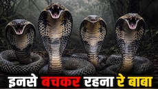 किंग कोबरा के 4 भाई, चारों 'तबाही'! एक डंक में 30 लोगों का कर सकते हैं खात्मा! 6 मीटर लंबा ये सांप है बेहद ज़हरीला