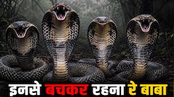 किंग कोबरा के 4 भाई, चारों 'तबाही'! एक डंक में 30 लोगों का कर सकते हैं खात्मा! 6 मीटर लंबा ये सांप है बेहद ज़हरीला