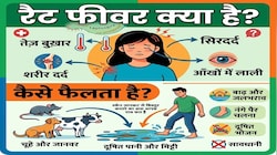 Explainer: क्या होता है रैट फीवर? कैसे फैलता है और क्या हैं इसके लक्षण और बचाव, यहां सबकुछ जानिए