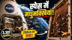जब NASA ने अंतरिक्ष में भेजीं 3,301 मधुमक्खियां: पहले दीवारों से टकराईं, फिर बना डाला 200cm का छत्ता!
