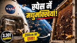 जब NASA ने अंतरिक्ष में भेजीं 3,301 मधुमक्खियां: पहले दीवारों से टकराईं, फिर बना डाला 200cm का छत्ता!