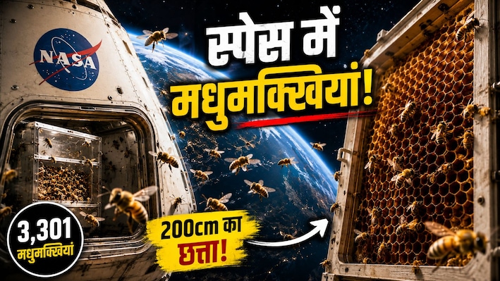 जब NASA ने अंतरिक्ष में भेजीं 3,301 मधुमक्खियां: पहले दीवारों से टकराईं, फिर बना डाला 200cm का छत्ता!