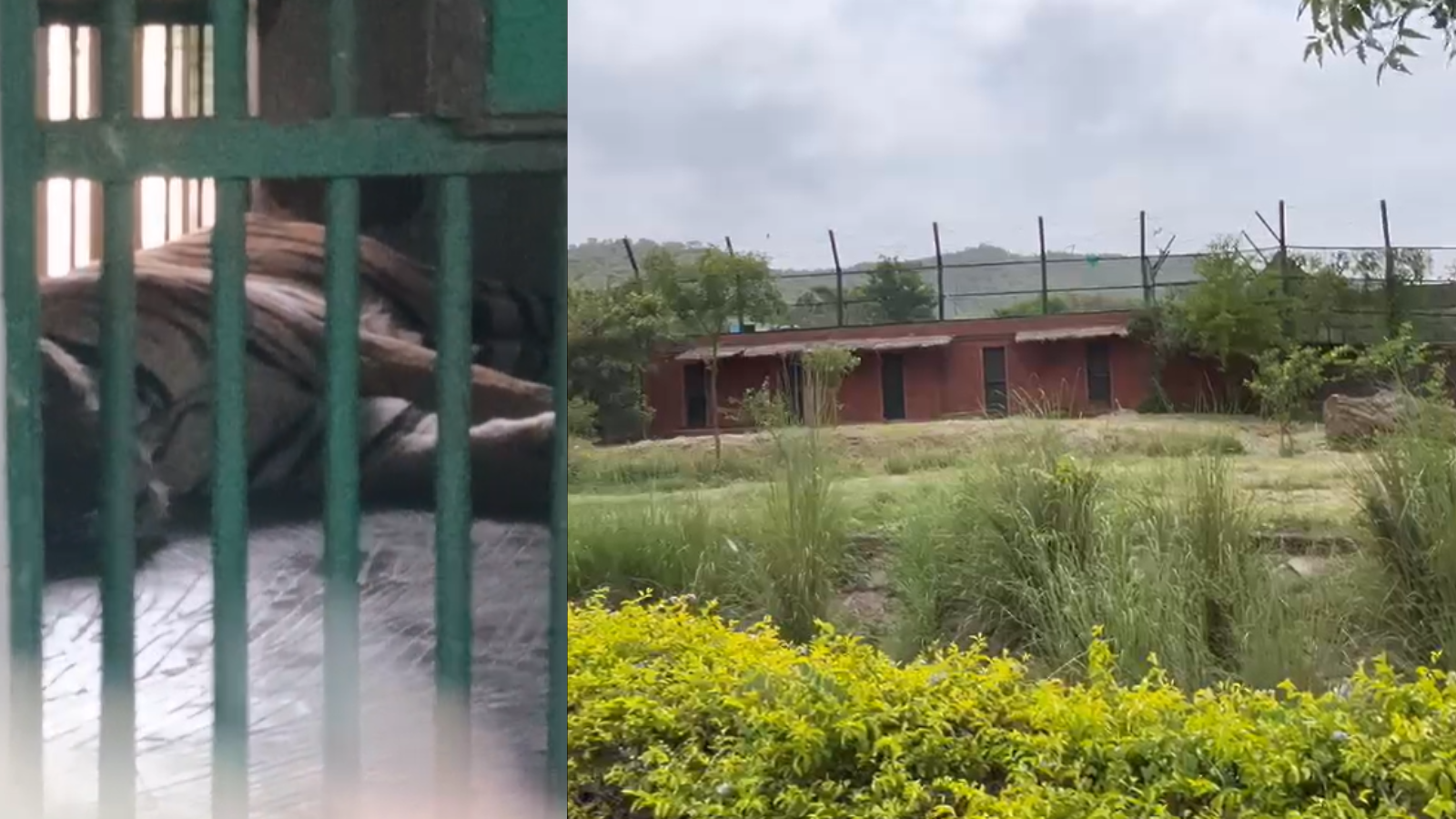 नाहरगढ़ बायोलॉजिकल पार्क में टाइगर का हमला, घायल महिला सफाईकर्मी सुगना की मौत नाहरगढ़ बायोलॉजिकल पार्क में टाइगर का हमला, घायल महिला सफाईकर्मी सुगना की मौत