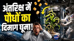 अंतरिक्ष में नासा ने बोए मकई के बीज और फिर जो हुआ, देख वैज्ञानिक हैरान... क्यों स्पेस में दिशा भूल जाते हैं पौधे?