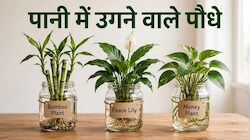 Vastu Tips: पानी में उगने वाले ये 3 पौधे हैं चमत्कारी, जिस घर में होते हैं वहां मिट जाती है पैसों की तंगी!
