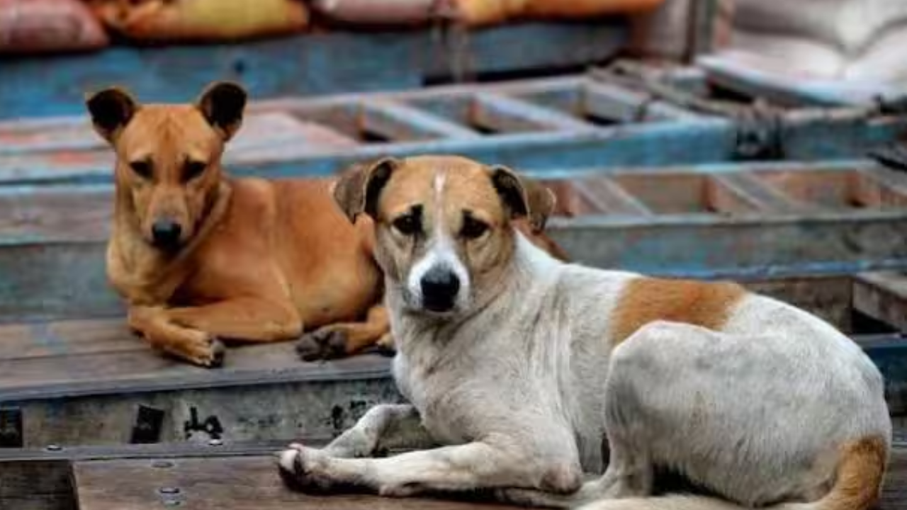 Haryana में क्यों बढ़ रहे हैं Dog Bite के मामले? ₹96 लाख बजट के बावजूद क्यों नहीं हुई लावारिस कुत्तों की नसबंदी? Haryana में क्यों बढ़ रहे हैं Dog Bite के मामले? ₹96 लाख बजट के बावजूद क्यों नहीं हुई लावारिस कुत्तों की नसबंदी?