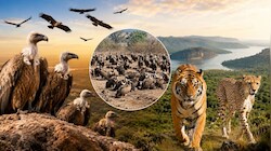 टाइगर-चीता के बाद अब 'गिद्ध स्टेट' बना MP: 11 हजार से ज्यादा आबादी, जानें क्यों इन्हें कहा जाता है कुदरत का सबसे बड़ा 'सफाईकर्मी'