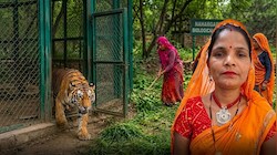 कोई पेड़ पर चढ़ी, कोई जाल पर... बाघ ने सुगना को खींच लिया, हिरासत में गेट खोलने वाली गार्ड 