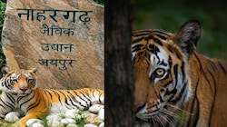 महिला मजदूर की मौत के बाद एक्शन,नाहरगढ़ पार्क में टाइगर-लायन सफारी बंद,  अब अधिकारियों के अगले आदेश का इंतजार