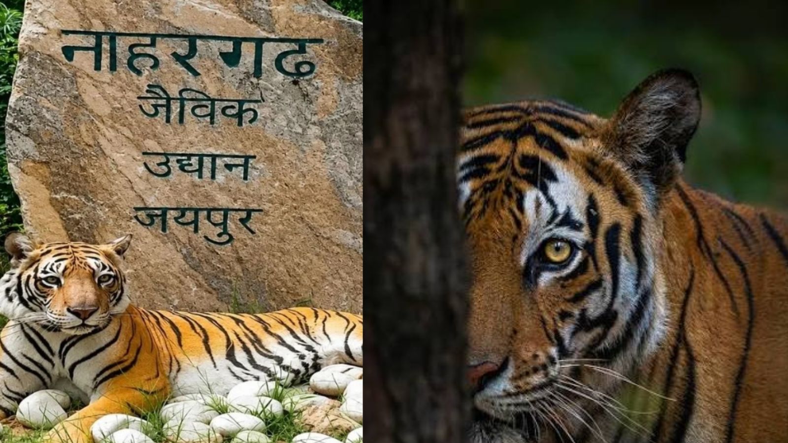 महिला मजदूर की मौत के बाद एक्शन,नाहरगढ़ पार्क में टाइगर-लायन सफारी बंद, अब अधिकारियों के अगले आदेश का इंतजार महिला मजदूर की मौत के बाद एक्शन,नाहरगढ़ पार्क में टाइगर-लायन सफारी बंद, अब अधिकारियों के अगले आदेश का इंतजार