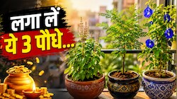 शहर में है छोटा फ्लैट? परेशान होना छोड़िए, बालकनी में लगा लें ये 3 पौधे; दूर होगी कंगाली!
