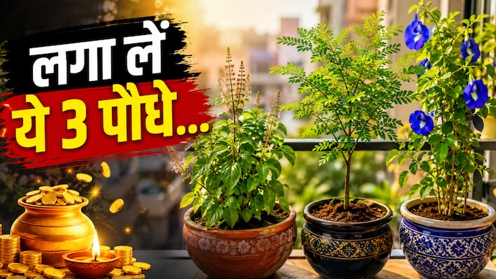 शहर में है छोटा फ्लैट? परेशान होना छोड़िए, बालकनी में लगा लें ये 3 पौधे; दूर होगी कंगाली!