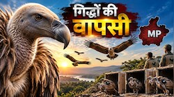 गिद्धों का गायब होना इंसानों के लिए बना ‘मौत का अलार्म’, अब MP ने छेड़ी इन्हें बचाने की सबसे बड़ी जंग