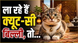 घर पर ला रहे हैं क्यूट-सी बिल्ली, तो रुक जाएं; जान लें वास्तु के ये 5 जरूरी नियम, नहीं तो...