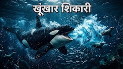 किलर व्हेल की वो 'सुपरसोनिक'आवाज, जो पानी में दुश्मनों को बहरा कर बना लेती शिकार; समंदर में मचा देती महा-तबाही!