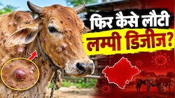 राजस्थान में फिर बढ़ा लम्पी का खतरा: 10 जिलों तक फैला वायरस, 15 गौवंश की मौत, जानिए 4 साल बाद कैसे लौटी बीमारी