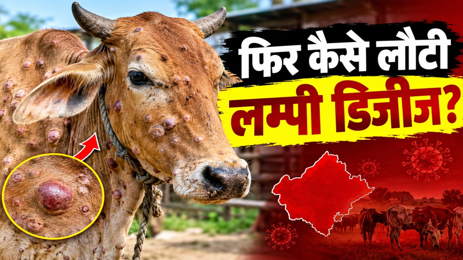 राजस्थान में फिर बढ़ा लम्पी का खतरा: 10 जिलों तक फैला वायरस, 15 गौवंश की मौत, जानिए 4 साल बाद कैसे लौटी बीमारी राजस्थान में फिर बढ़ा लम्पी का खतरा: 10 जिलों तक फैला वायरस, 15 गौवंश की मौत, जानिए 4 साल बाद कैसे लौटी बीमारी