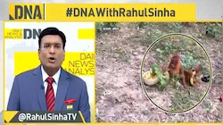 इंडोनेशिया से भारत कैसे पहुंचे 'बाल वनमानुष'? ओडिशा के बालासोर में मिले 5 दुर्लभ ऑरंगुटान, देखकर हर कोई हुआ भावुक