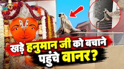 उज्जैन में खड़े हनुमान मंदिर के पास पहुंचे बंदर, लोगों ने आस्था से जोड़ा; बोले- हनुमान जी को बचाने खुद पहुंच रहे वानर
