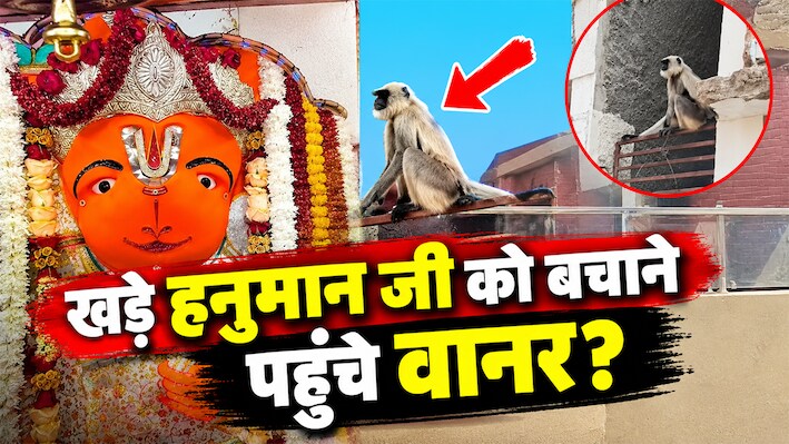 उज्जैन में खड़े हनुमान मंदिर के पास पहुंचे बंदर, लोगों ने आस्था से जोड़ा; बोले- हनुमान जी को बचाने खुद पहुंच रहे वानर