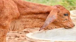 लंपी को लेकर राजस्थान सरकार का बड़ा एक्शन! संक्रमित गांवों के 10 KM तक होगी वैक्सीन की घेराबंदी