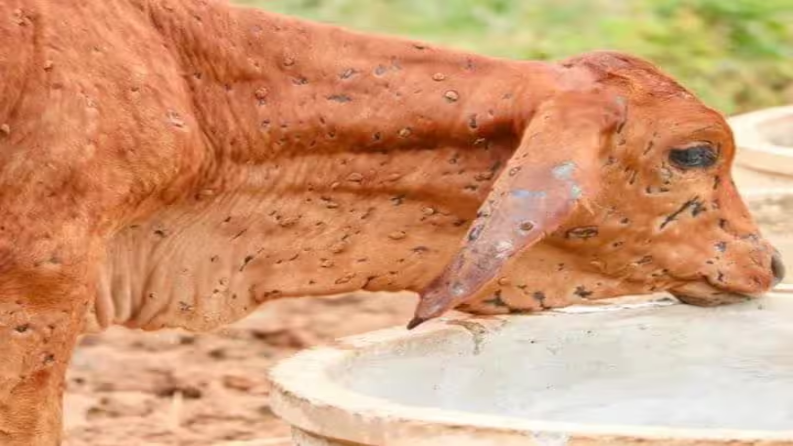 लंपी को लेकर राजस्थान सरकार का बड़ा एक्शन! संक्रमित गांवों के 10 KM तक होगी वैक्सीन की घेराबंदी लंपी को लेकर राजस्थान सरकार का बड़ा एक्शन! संक्रमित गांवों के 10 KM तक होगी वैक्सीन की घेराबंदी