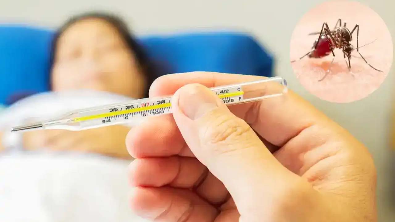 देशभर में डेंगू का प्रकोप, बंगाल में मामले 5000 के पार, तो चेन्नई में भी तेजी से बढ़ रहे मरीज, जानें कैसे करें अपना बचाव? देशभर में डेंगू का प्रकोप, बंगाल में मामले 5000 के पार, तो चेन्नई में भी तेजी से बढ़ रहे मरीज, जानें कैसे करें अपना बचाव?