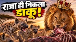 क्या आपने भी सुना था कि लकड़बग्घे शेरों का खाना चुराते हैं? ठहरिए, यह नई साइंटिफिक रिसर्च आपका दिमाग घुमा देगी