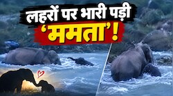 ममता का कोई मोल नहीं: कोसी नदी में डूबते बच्चे के लिए काल से भिड़ गई हथिनी, मां के प्यार का सबसे भावुक मंजर