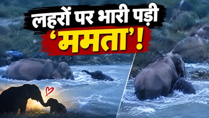 ममता का कोई मोल नहीं: कोसी नदी में डूबते बच्चे के लिए काल से भिड़ गई हथिनी, मां के प्यार का सबसे भावुक मंजर