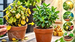 सूख रहा है गुड लक लाने वाला जेड प्लांट? तुरंत अपनाएं ये आसान वास्तु और केयर टिप्स