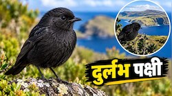 कभी दुनिया में बची थी महज 5 चिड़िया, अब 350 तक पहुंचकर बनी ‘बर्ड ऑफ द ईयर’; हैरान करने वाली है इस शर्मीले पक्षी की कहानी