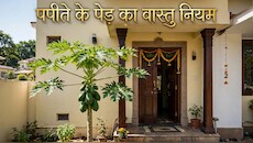 Vastu Tips: मुख्य द्वार के सामने पपीते का पेड़ होना चाहिए या नहीं, जान लें क्या हैं वास्तु शास्त्र के सटीक नियम