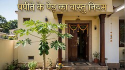 Vastu Tips: मुख्य द्वार के सामने पपीते का पेड़ होना चाहिए या नहीं, जान लें क्या हैं वास्तु शास्त्र के सटीक नियम