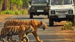 आबादी के करीब दिखने वाले बाघों को मिलेगा नया ठिकाना: कॉर्बेट से राजाजी भेजे जाएंगे 5 टाइगर, जानें वजह