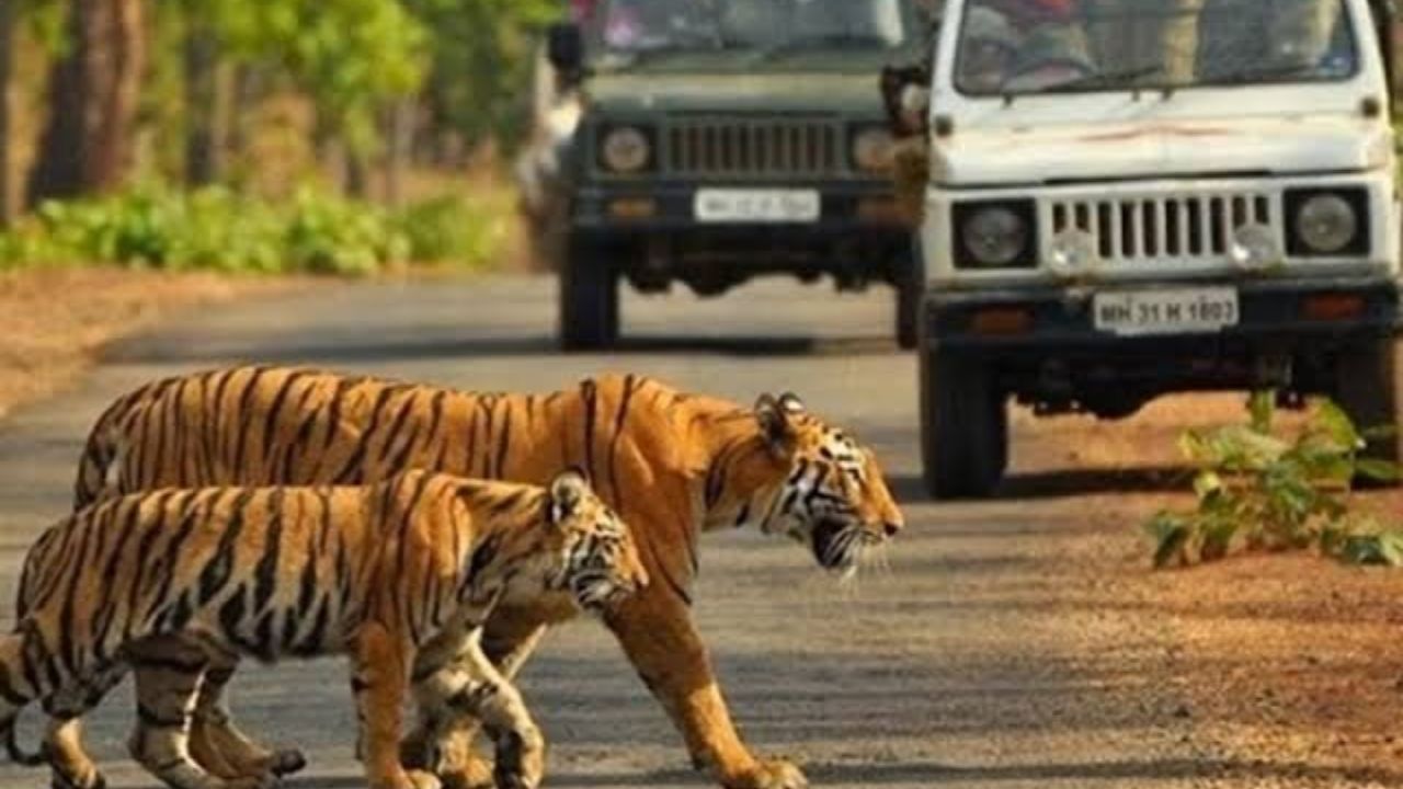 आबादी के करीब दिखने वाले बाघों को मिलेगा नया ठिकाना: कॉर्बेट से राजाजी भेजे जाएंगे 5 टाइगर, जानें वजह आबादी के करीब दिखने वाले बाघों को मिलेगा नया ठिकाना: कॉर्बेट से राजाजी भेजे जाएंगे 5 टाइगर, जानें वजह