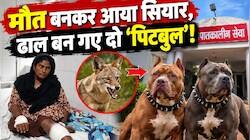 वफादारी की मिसाल: मालकिन पर सियार ने किया हमला, तो ढाल बनकर भिड़ गए दो पिटबुल, उतारा मौत के घाट