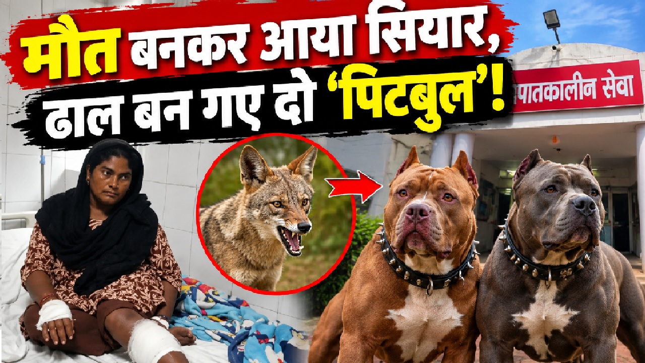 वफादारी की मिसाल: मालकिन पर सियार ने किया हमला, तो ढाल बनकर भिड़ गए दो पिटबुल, उतारा मौत के घाट वफादारी की मिसाल: मालकिन पर सियार ने किया हमला, तो ढाल बनकर भिड़ गए दो पिटबुल, उतारा मौत के घाट