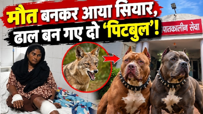 वफादारी की मिसाल: मालकिन पर सियार ने किया हमला, तो ढाल बनकर भिड़ गए दो पिटबुल, उतारा मौत के घाट