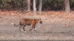 बगहा में बाघ का खौफनाक हमला: चारा काटने गई महिला को जबड़े में दबाकर घसीटा, मौके पर ही दर्दनाक मौत