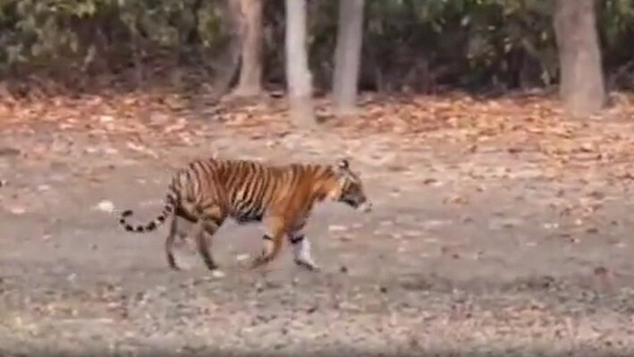 बगहा में बाघ का खौफनाक हमला: चारा काटने गई महिला को जबड़े में दबाकर घसीटा, मौके पर ही दर्दनाक मौत