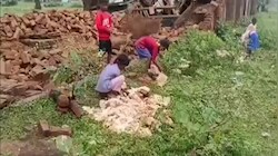 एक रात की बारिश और 900 मुर्गों की मौत: चतरा में पोल्ट्री फार्म तबाह, 15 लाख का नुकसान, पाई-पाई को मोहताज हुए साधु यादव