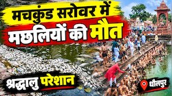 धौलपुर मचकुंड सरोवर में पितृ-पक्ष के बीच हजारों मछलियों की मौत, चारों ओर फैली तेज बदबू