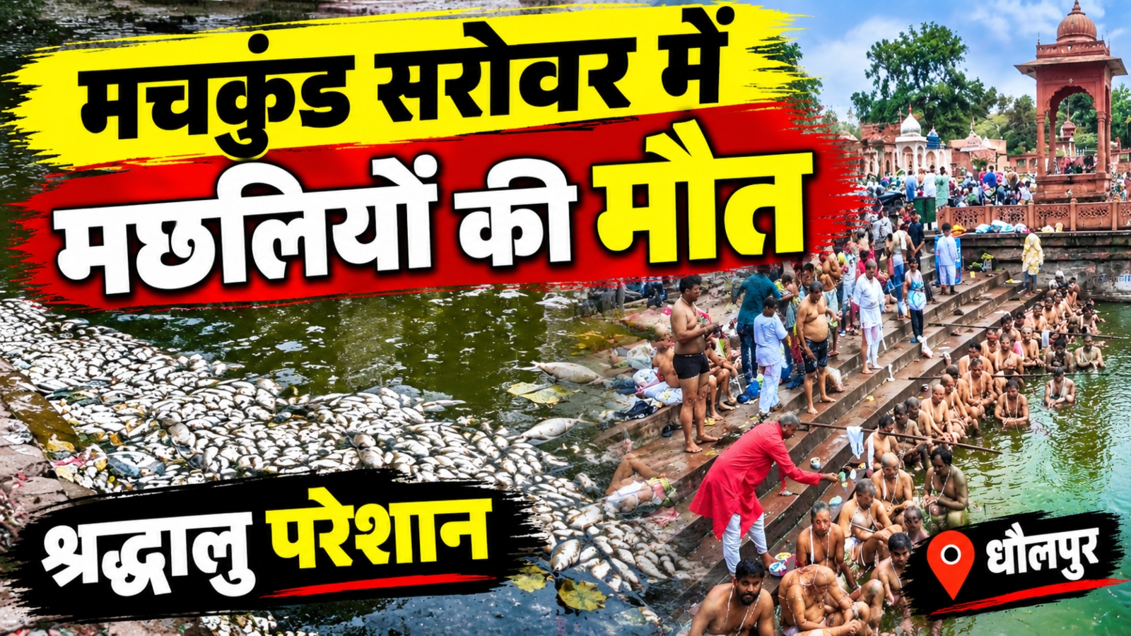 धौलपुर मचकुंड सरोवर में पितृ-पक्ष के बीच हजारों मछलियों की मौत, चारों ओर फैली तेज बदबू धौलपुर मचकुंड सरोवर में पितृ-पक्ष के बीच हजारों मछलियों की मौत, चारों ओर फैली तेज बदबू