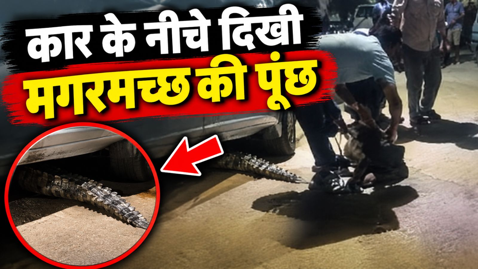 कार के नीचे दुबके शिकारी ने उड़ा डाले होश: सड़क पर 4 फिट मगरमच्छ देख मचा हड़कंप कार के नीचे दुबके शिकारी ने उड़ा डाले होश: सड़क पर 4 फिट मगरमच्छ देख मचा हड़कंप