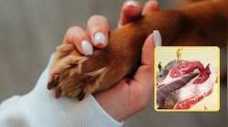 गांधी जयंती से देश में बंद होंगे मीट के विज्ञापन? PETA इंडिया ने केंद्र सरकार से की बड़ी मांग, लेटर में क्या-क्या लिखा?