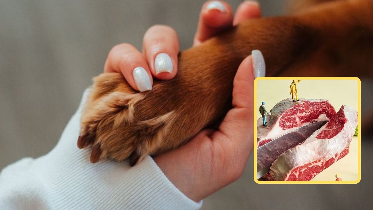 गांधी जयंती से देश में बंद होंगे मीट के विज्ञापन? PETA इंडिया ने केंद्र सरकार से की बड़ी मांग, लेटर में क्या-क्या लिखा? गांधी जयंती से देश में बंद होंगे मीट के विज्ञापन? PETA इंडिया ने केंद्र सरकार से की बड़ी मांग, लेटर में क्या-क्या लिखा?