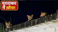 मुरादाबाद में तेंदुओं का आतंक! नलकूप की छत पर एक साथ दिखे 3, ग्रामीणों में दहशत